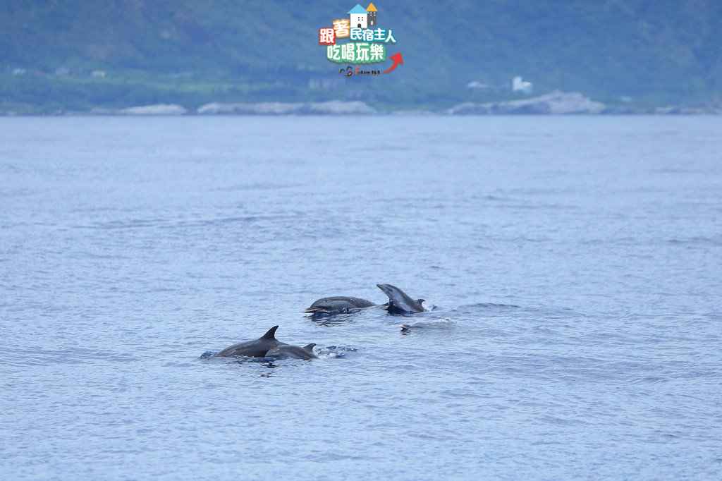 花蓮賞鯨-太平洋上體驗與海豚、鯨魚同行的樂趣